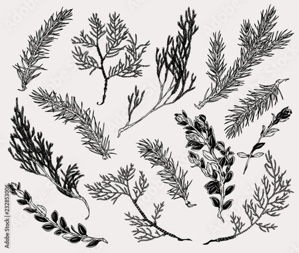 Fototapeta Botaniczna ilustracja roślin zimowych w stylu vintage. Ręcznie narysowany kolekcja elementu dekoracyjnego dla kart, plakat, zaproszenia, wydruków.