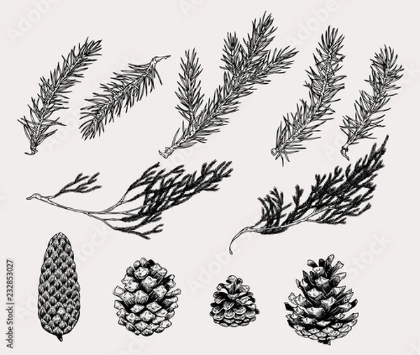 Fototapeta Botanical illustration of winter plants and cones in vintage style. Hand drawn collection of decoration element for cards, poster, invitation, prints.