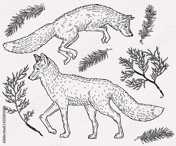 Fototapeta Hand drawn fox illustration with evergreen plant on background in vintage style.