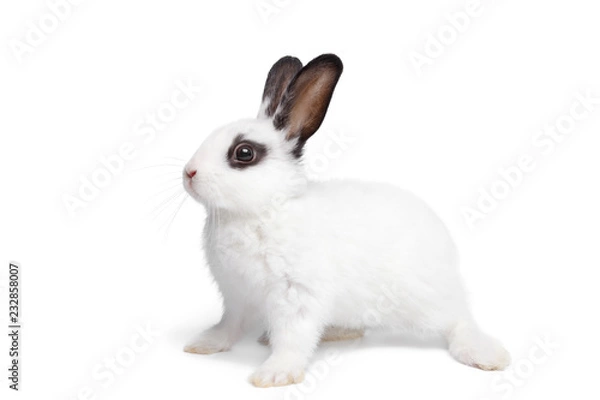 Fototapeta Easter Card Design. White funny bunny rabbit portrait isolited on white background. Rabbit silhuette.