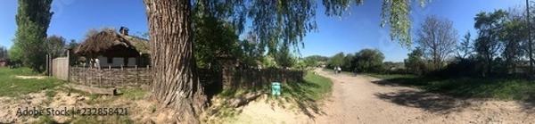 Obraz trees in forest