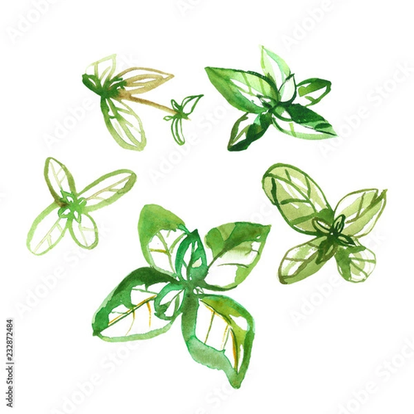 Fototapeta Watercolor illustration of fresh green basil isolated on white background. Flat lay top view