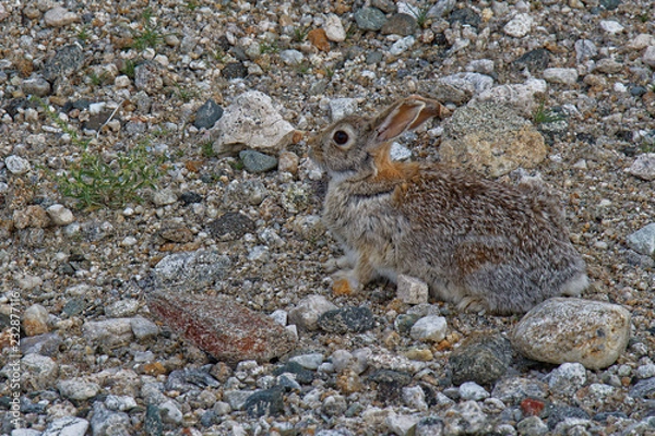 Fototapeta Camouflage
