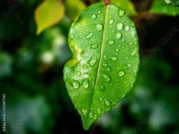 Obraz rain drops on green leaf