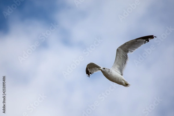 Obraz Seagull in Flight