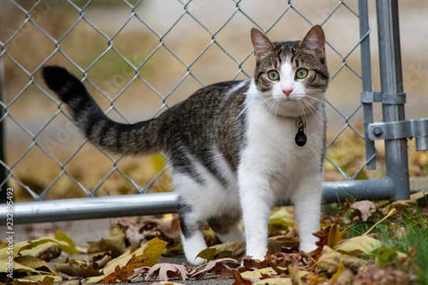 Fototapeta Cat in the fall
