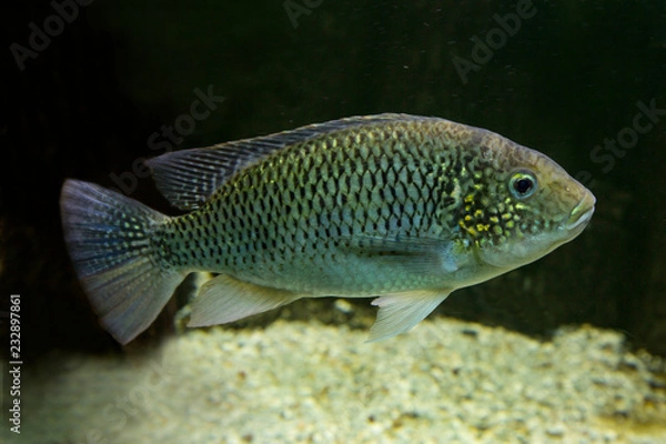 Obraz Tanganika Tilapia (Oreochromis tanganicae).