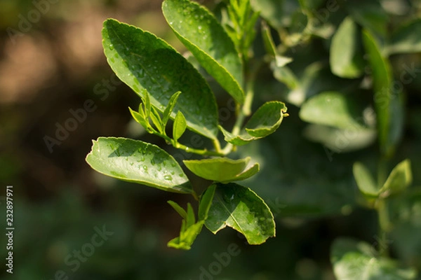 Fototapeta Macro de flor