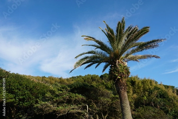 Obraz 南国　宮崎　フェニックス