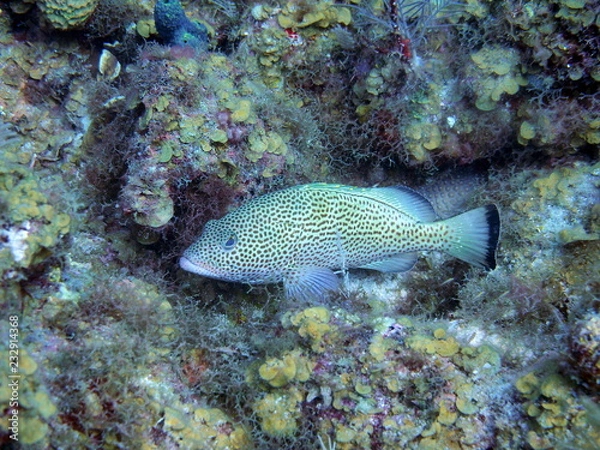 Fototapeta OLYMPUS DIGITAL CAMERA