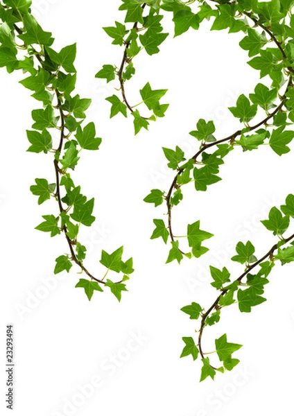 Obraz Pełzający bluszcz