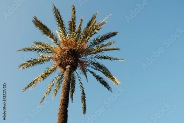 Fototapeta Palmera, cielo azul