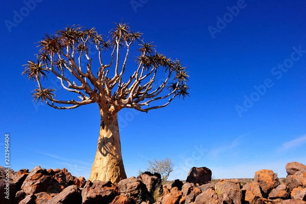 Obraz Quiver tree in Augrabies Falls National Park
