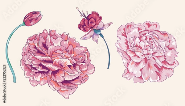 Fototapeta Vector Floral Peony Element Pack