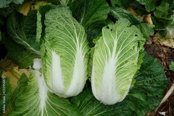 Obraz 白菜の収穫