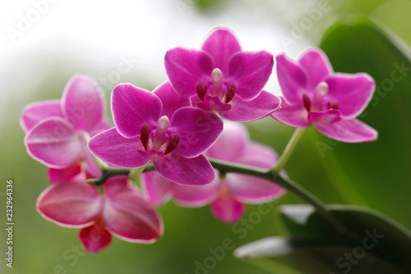 Obraz Blühende Phalaenopsis in pink