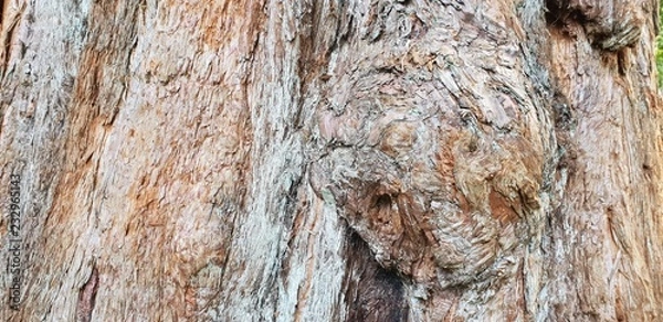 Fototapeta Textured wood on tree trunk