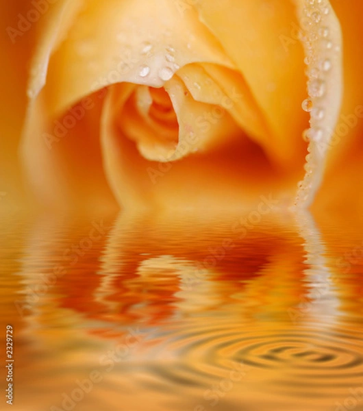 Obraz orange rose macro
