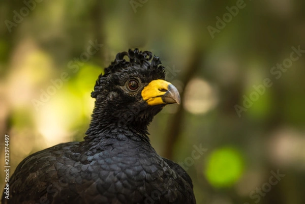Obraz Great curassow