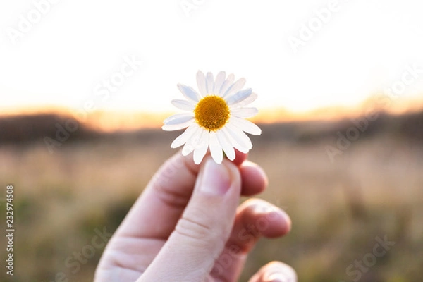 Obraz small daisy flower in hand on sunset background