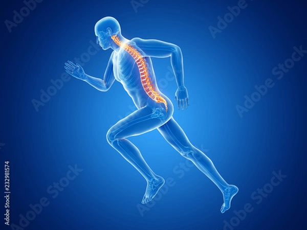 Obraz 3d rendered illustration of a joggers spine