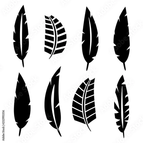 Fototapeta Set of bird feathers, vector illustration.
