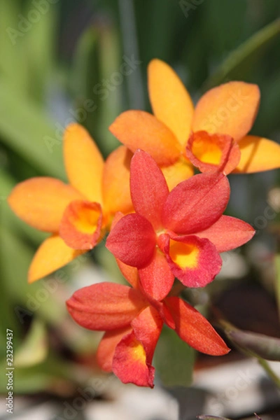 Obraz Orange orchid