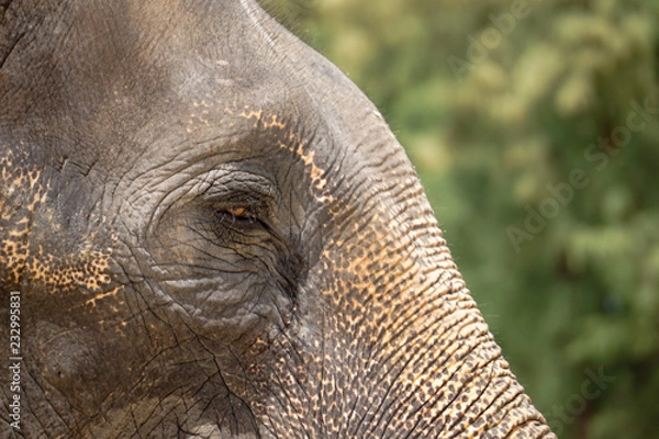 Obraz Sad elephant eye blur background detail