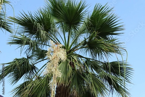 Obraz Цветущая пальма