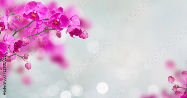 Obraz Fioletowe kwiaty orchidei z motylami na banerze nieostre szare tło z miejsca na kopię