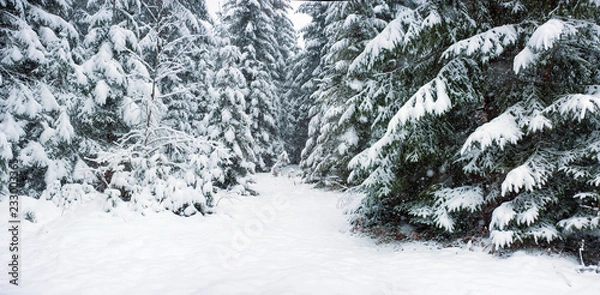Obraz Fury snow falls in the winter fairy forest. Snowy trees in fabulous winter landscape.  Snowy firs in the winter forest in the mountains. Christmas background.