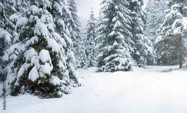 Fototapeta Fury snow falls in the winter fairy forest. Snowy trees in fabulous winter landscape.  Snowy firs in the winter forest in the mountains. Christmas background.