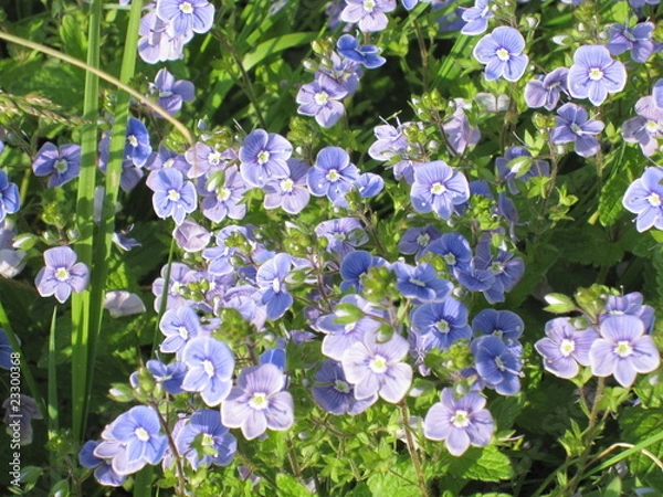 Obraz Gewitterblumen (Ehrenpreis)