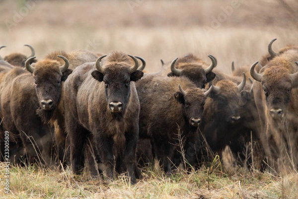 Obraz European bison - Bison bonasus in the Knyszyn Forest (Poland)