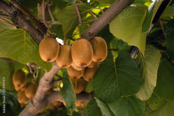 Fototapeta Frash kiwi (Actinidia chinensis) on a tree with branches and leaves. Healthy kiwi fruit grows on a tree on a farm.