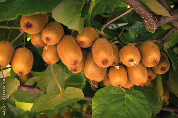 Fototapeta Frash kiwi (Actinidia chinensis) on a tree with branches and leaves. Healthy kiwi fruit grows on a tree on a farm.