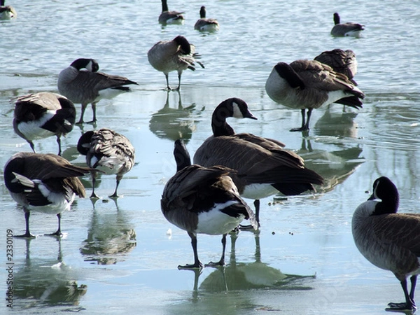 Obraz birds on ice