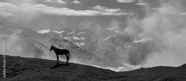 Obraz Horse in the clouds