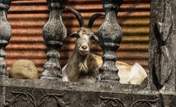 Obraz Goat on the balcony