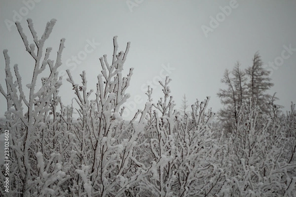 Obraz Snow-covered trees, Norilsk