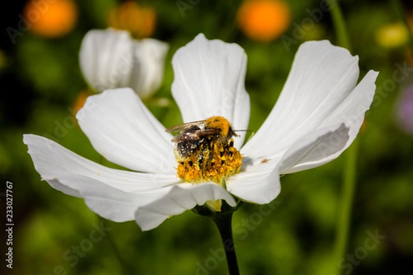 Fototapeta Bee on a flower