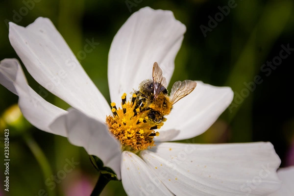 Obraz Bee on a flower