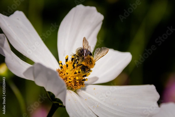 Obraz Bee on a flower