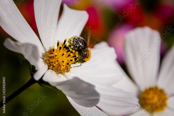 Obraz Bee on a flower