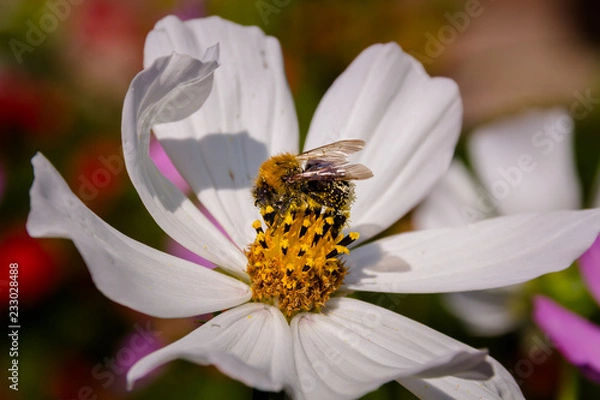 Obraz Bee on a flower