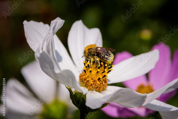 Obraz Bee on a flower