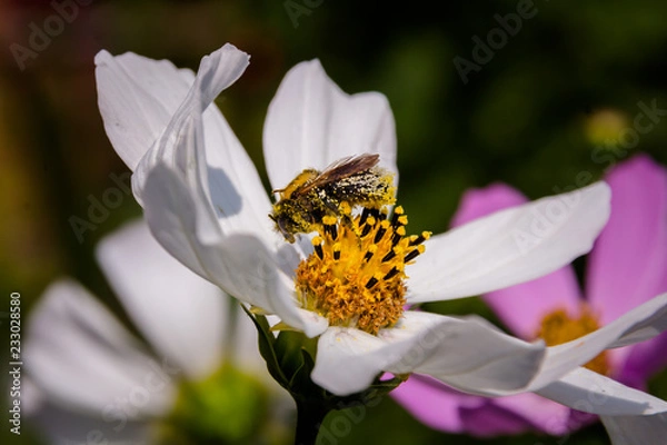 Obraz Bee on a flower