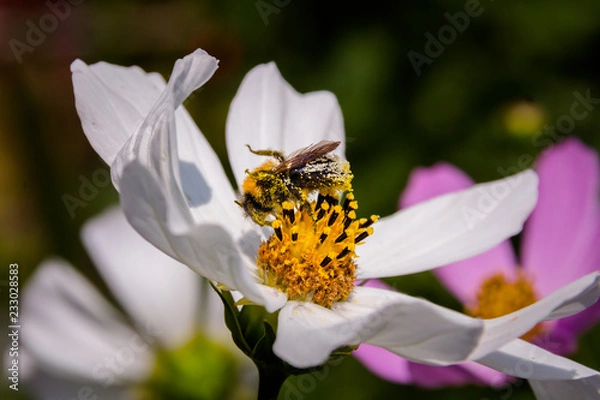 Obraz Bee on a flower