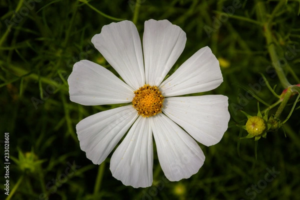 Obraz Cosmos flower