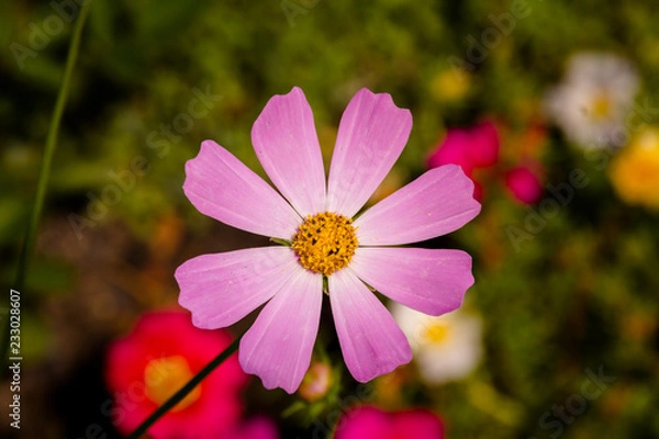 Obraz Cosmos flower